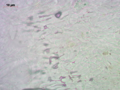 Hyaloscypha secalina