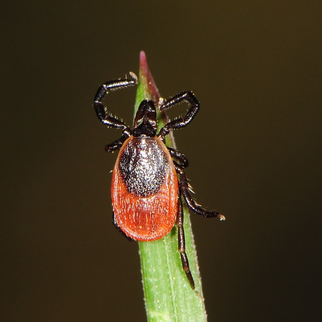 Blacklegged Tick (Ixodes scapularis) showing reddish body and dark scutum — research-grade photo via iNaturalist