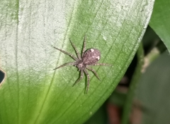 Pulchellodromus bistigma