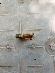 Dendrotettix quercus