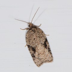 Acleris cornana
