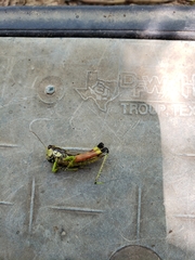 Dendrotettix quercus