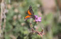 Lachnocephala vellosata
