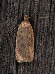 Dichomeris ventrellus