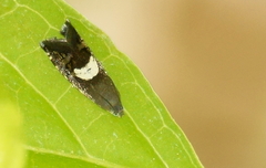 Grapholita fana