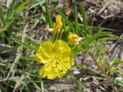 Oenothera serrulata