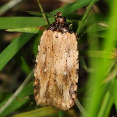 Agonopterix atrodorsella