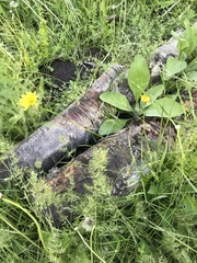 Microseris nutans