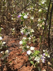 Acanthomintha ilicifolia