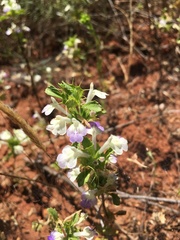 Acanthomintha ilicifolia