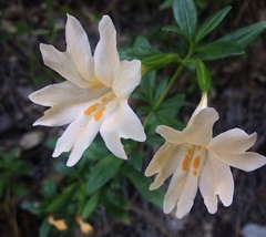 Diplacus grandiflorus