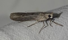 Epischnia prodromella