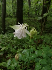 Aquilegia vulgaris