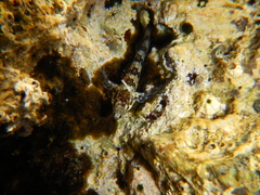 Lipophrys trigloides