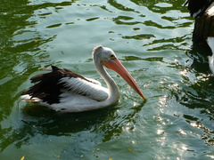 Pelecanus