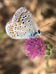 Polyommatus icarus
