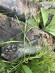 Microseris nutans