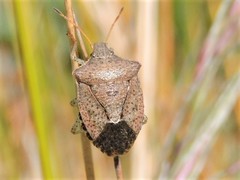 Euschistus conspersus