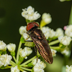 Chrysogaster
