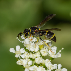 Parancistrocerus pensylvanicus