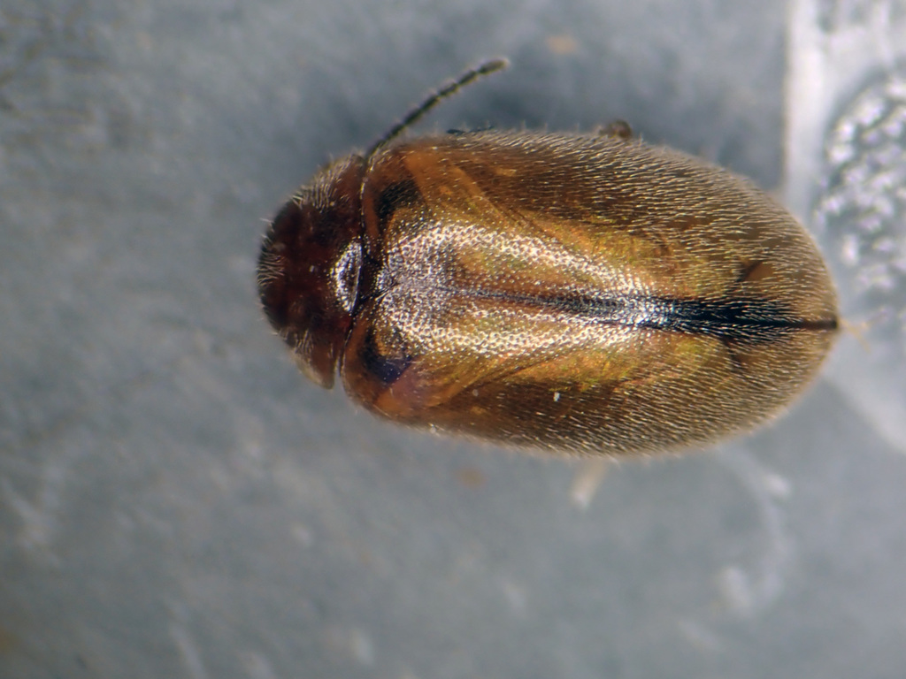 Contacyphon hilaris