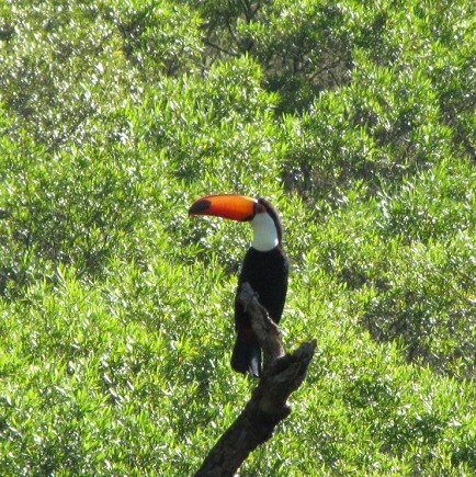 Toucan
