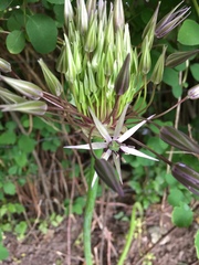 Allium