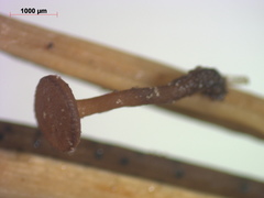 Rutstroemia paludosa