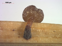 Rutstroemia paludosa