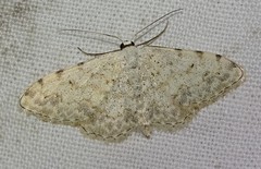 Scopula submutata