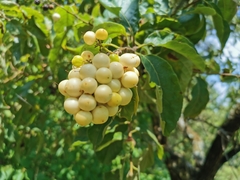 Ehretia latifolia