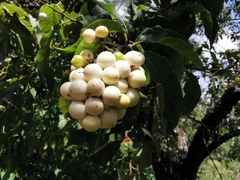 Ehretia latifolia