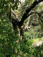 Ehretia latifolia
