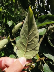 Ehretia latifolia