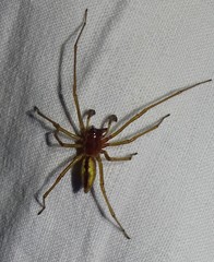 Cheiracanthium punctorium