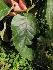 Ehretia latifolia