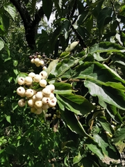Ehretia latifolia