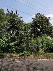Ehretia latifolia