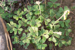 Oxalis pes-caprae sericea