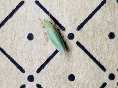 Draeculacephala balli