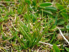 Chamorchis alpina