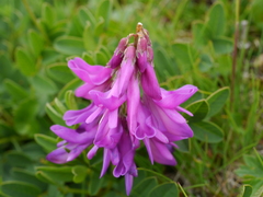 Hedysarum hedysaroides