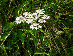 Heracleum austriacum