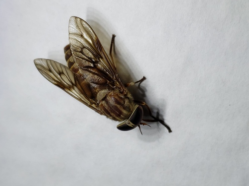 Tabanus turbidus photo 5