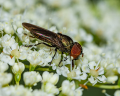Chrysogaster