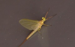 Potamanthus luteus