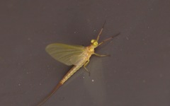 Potamanthus luteus