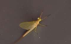 Potamanthus luteus