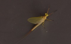 Potamanthus luteus