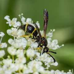 Parancistrocerus pensylvanicus